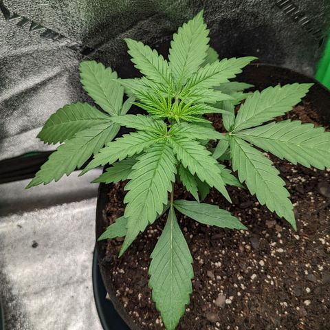 OG Kush growlog timeline photo