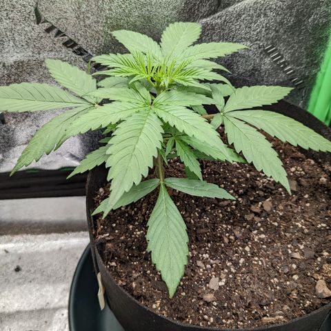 OG Kush growlog timeline photo