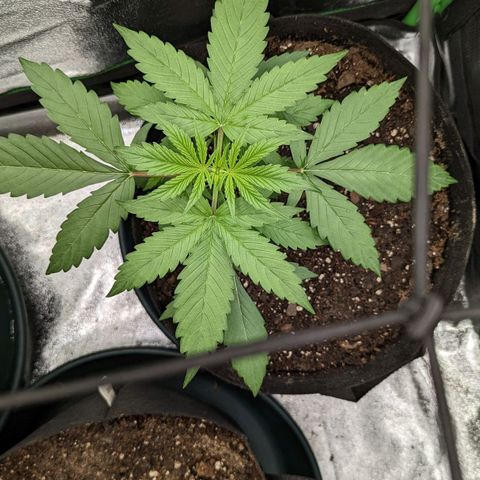 OG Kush growlog timeline photo