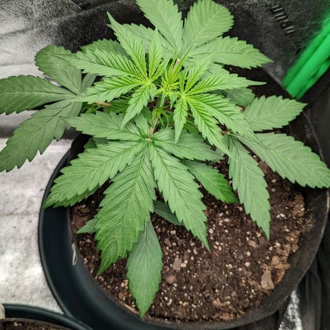 OG Kush growlog timeline photo