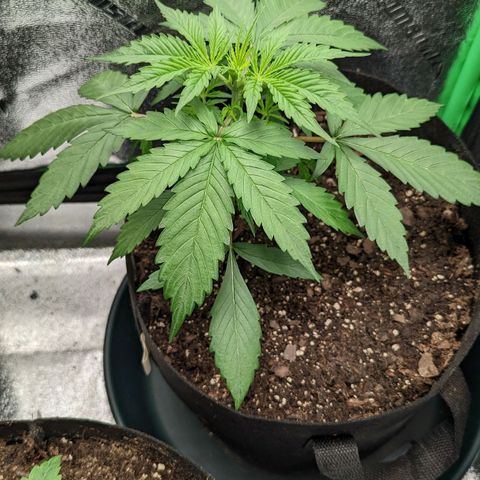 OG Kush growlog timeline photo