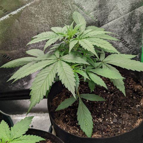 OG Kush growlog timeline photo