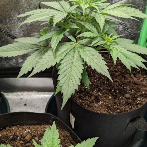 OG Kush growlog timeline photo