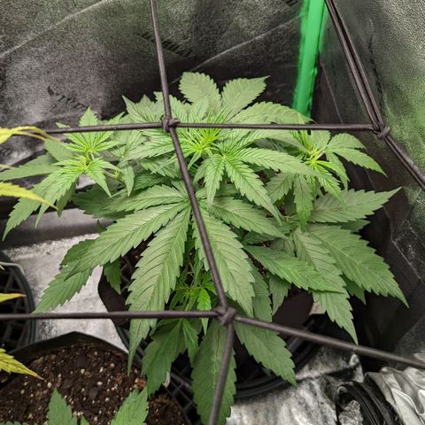OG Kush growlog timeline photo