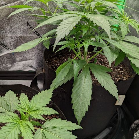 OG Kush growlog timeline photo