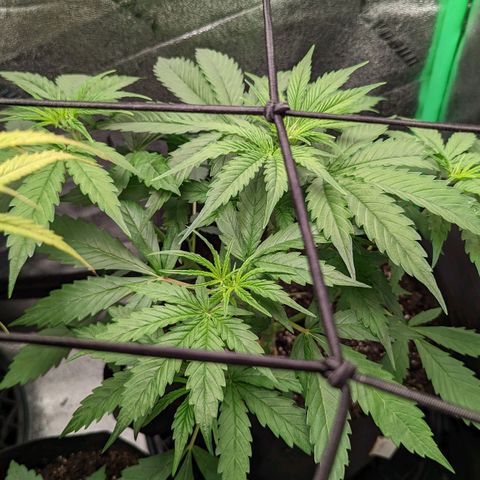 OG Kush growlog timeline photo
