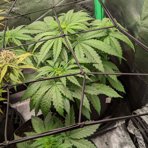 OG Kush growlog timeline photo
