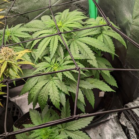 OG Kush growlog timeline photo