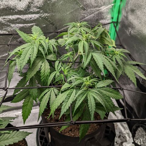 OG Kush growlog timeline photo