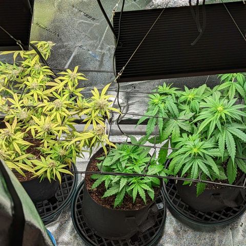OG Kush growlog timeline photo
