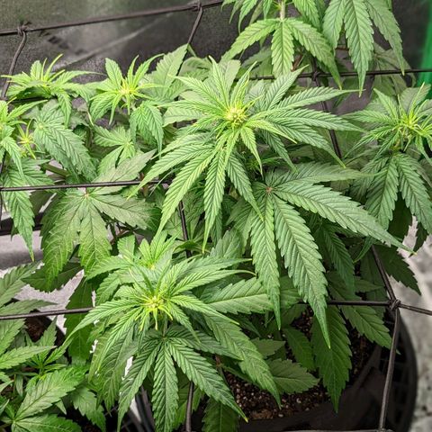 OG Kush growlog timeline photo