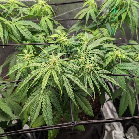 OG Kush growlog timeline photo