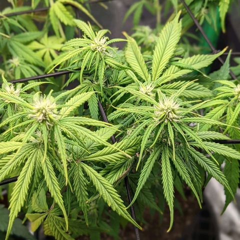 OG Kush growlog timeline photo
