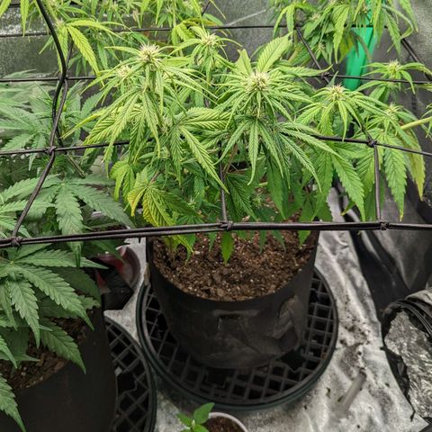 OG Kush growlog timeline photo