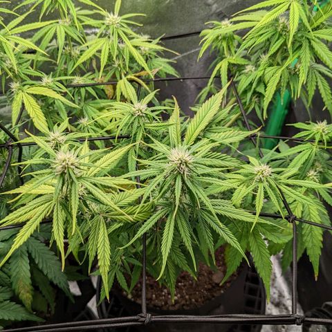 OG Kush growlog timeline photo