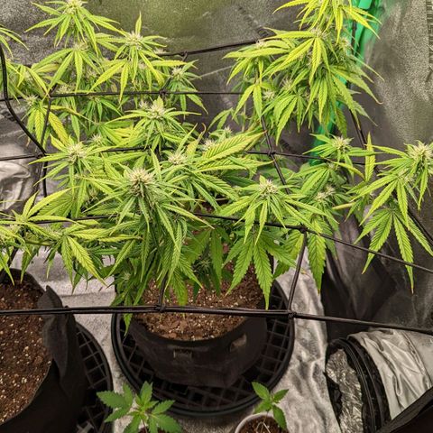 OG Kush growlog timeline photo