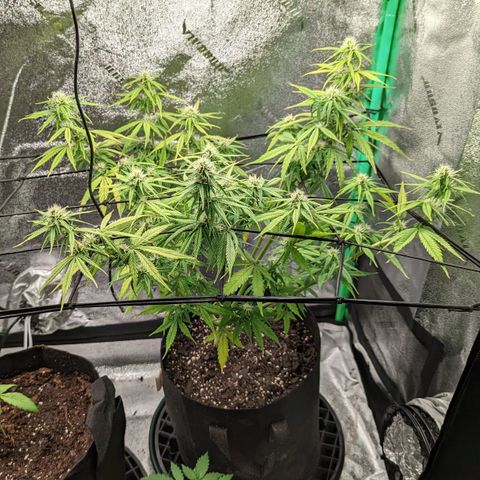 OG Kush growlog timeline photo