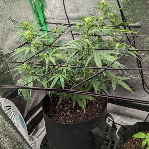 OG Kush growlog timeline photo