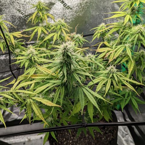 OG Kush growlog timeline photo