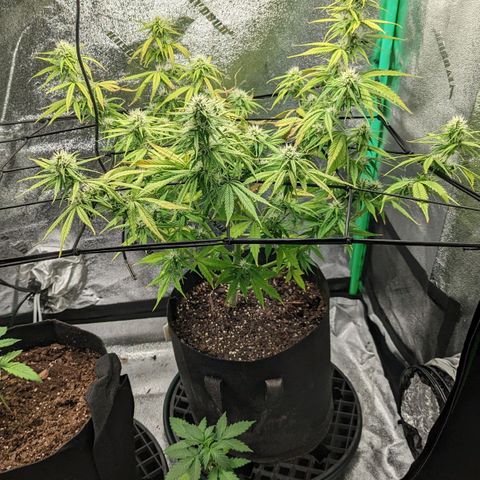 OG Kush growlog timeline photo