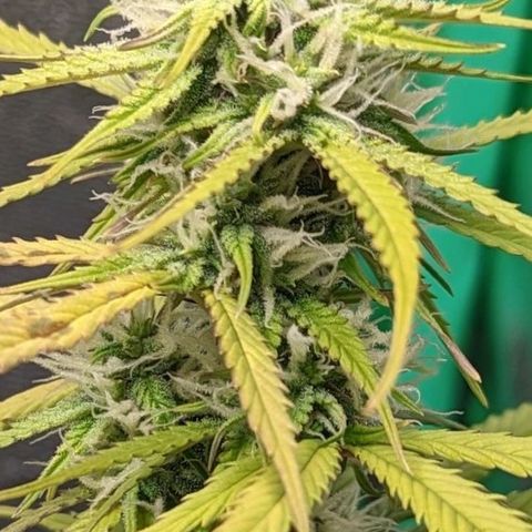 OG Kush growlog timeline photo