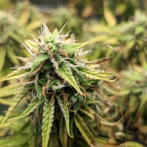 OG Kush growlog timeline photo