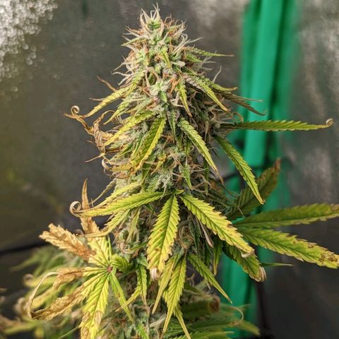 OG Kush growlog timeline photo