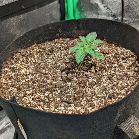 Creme de la Chem Auto growlog timeline photo
