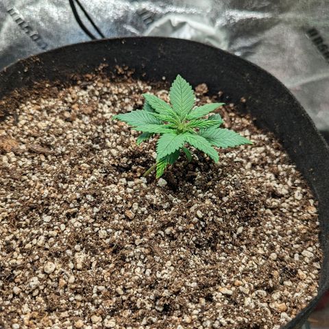 Creme de la Chem Auto 2 growlog timeline photo
