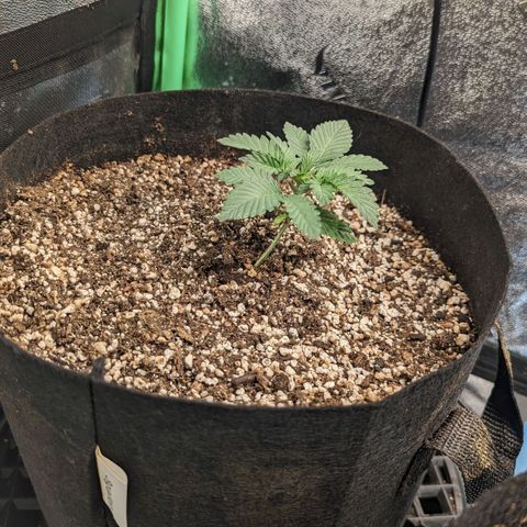 Creme de la Chem Auto growlog timeline photo