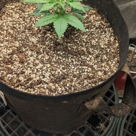 Creme de la Chem Auto 2 growlog timeline photo