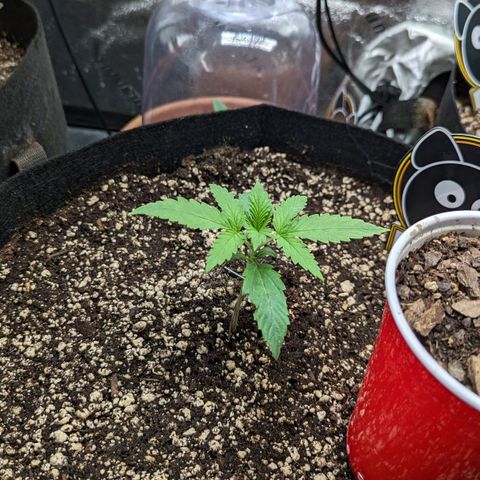 LSD Auto growlog timeline photo