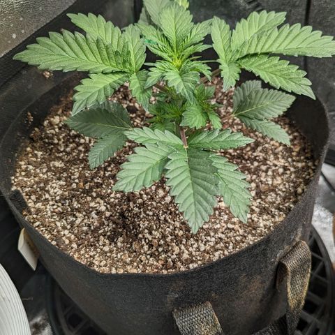 Creme de la Chem Auto growlog timeline photo