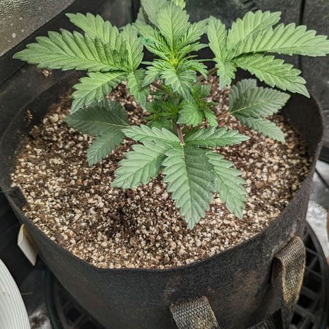 Creme de la Chem Auto growlog timeline photo