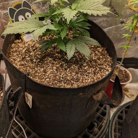 Creme de la Chem Auto 2 growlog timeline photo