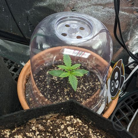 Green Crack Auto  growlog timeline photo