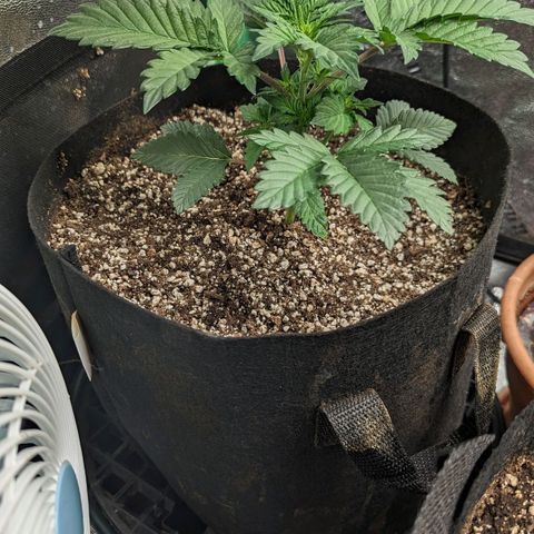 Creme de la Chem Auto growlog timeline photo