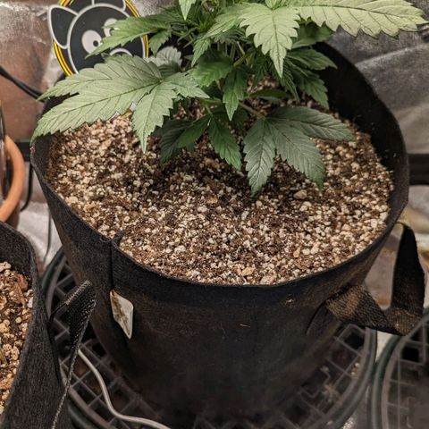 Creme de la Chem Auto 2 growlog timeline photo