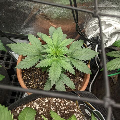 Green Crack Auto  growlog timeline photo