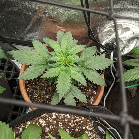Green Crack Auto  growlog timeline photo