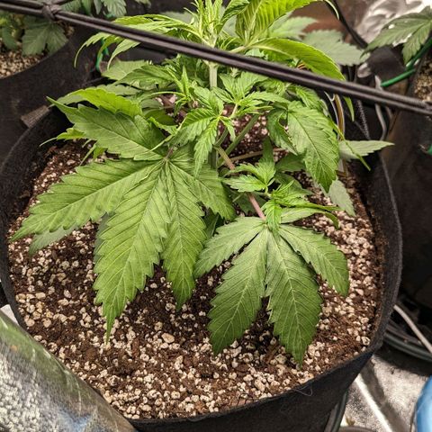 LSD Auto growlog timeline photo