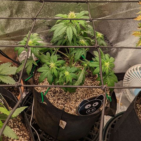 Creme de la Chem Auto 2 growlog timeline photo