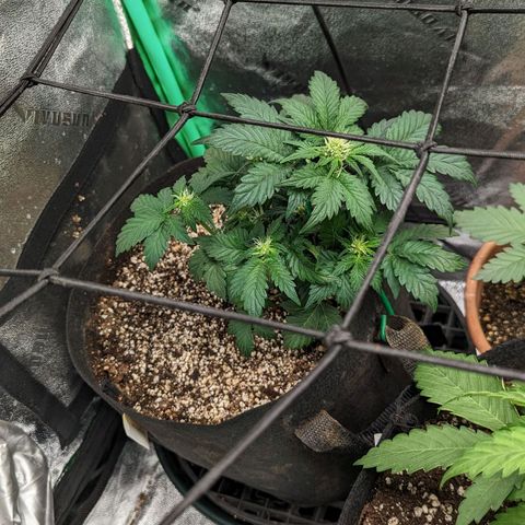 Creme de la Chem Auto growlog timeline photo