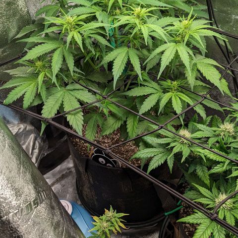 LSD Auto growlog timeline photo