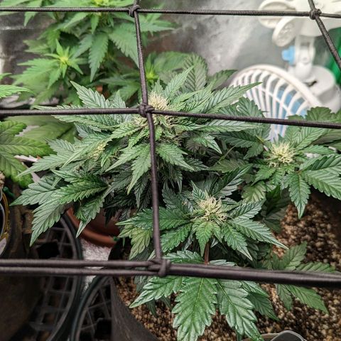 Creme de la Chem Auto growlog timeline photo