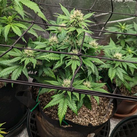 Creme de la Chem Auto 2 growlog timeline photo