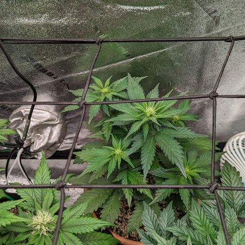 Green Crack Auto  growlog timeline photo