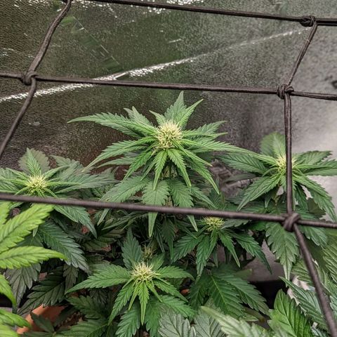 Green Crack Auto  growlog timeline photo