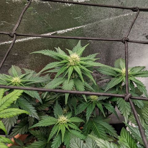 Green Crack Auto  growlog timeline photo