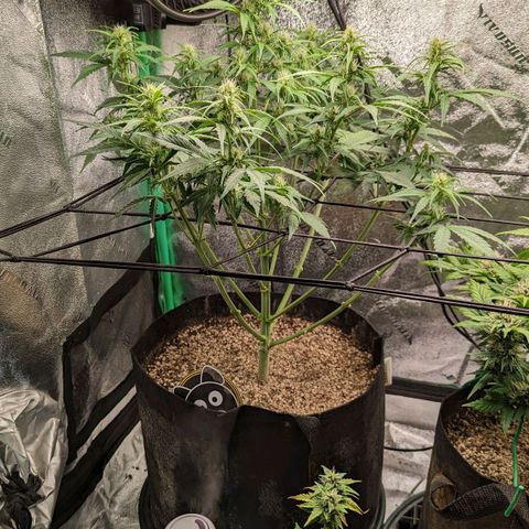 LSD Auto growlog timeline photo